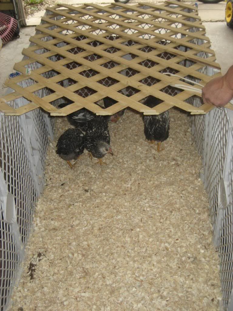 Garage Chickens...Who does this?? Page 2 BackYard Chickens Learn