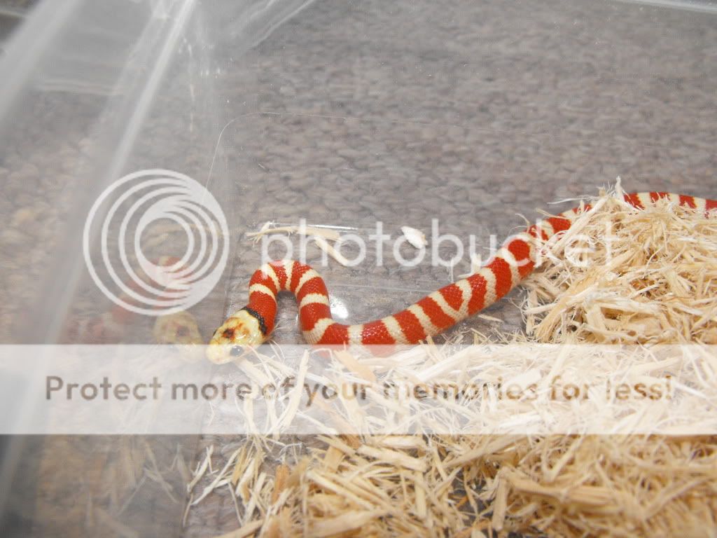 Scotland Applegate Special PYRO kings! visual and het. Reptile Forums