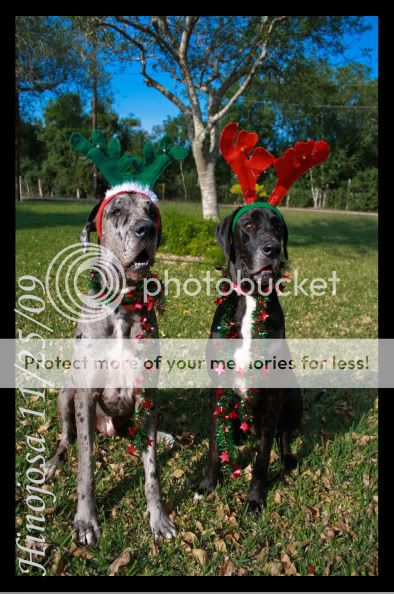 IMAGE: http://i364.photobucket.com/albums/oo89/HisLove112604/New%20Camera%20Pics/Posing%20Shots/11-25-09/11-25-09-10.jpg