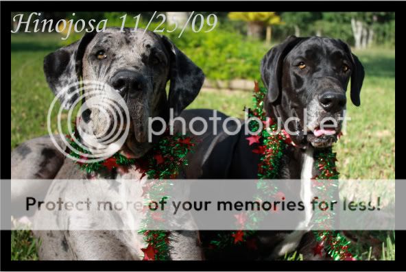 IMAGE: http://i364.photobucket.com/albums/oo89/HisLove112604/New%20Camera%20Pics/Posing%20Shots/11-25-09/11-25-09-18.jpg