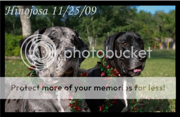 IMAGE: http://i364.photobucket.com/albums/oo89/HisLove112604/New%20Camera%20Pics/Posing%20Shots/11-25-09/11-25-09-20.jpg