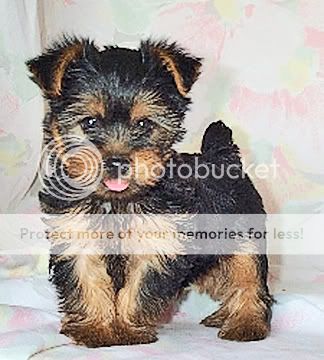 yorkshire-terrier.jpg yorkie image by jojonmo yorkshire-terrier.jpg yorkie image by jojonmo