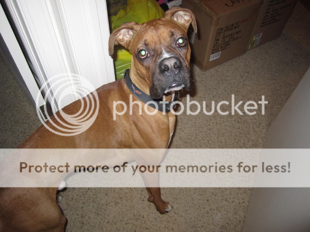 When Should I Switch To Adult Dog Food When Should I Switch To Adult Dog Food